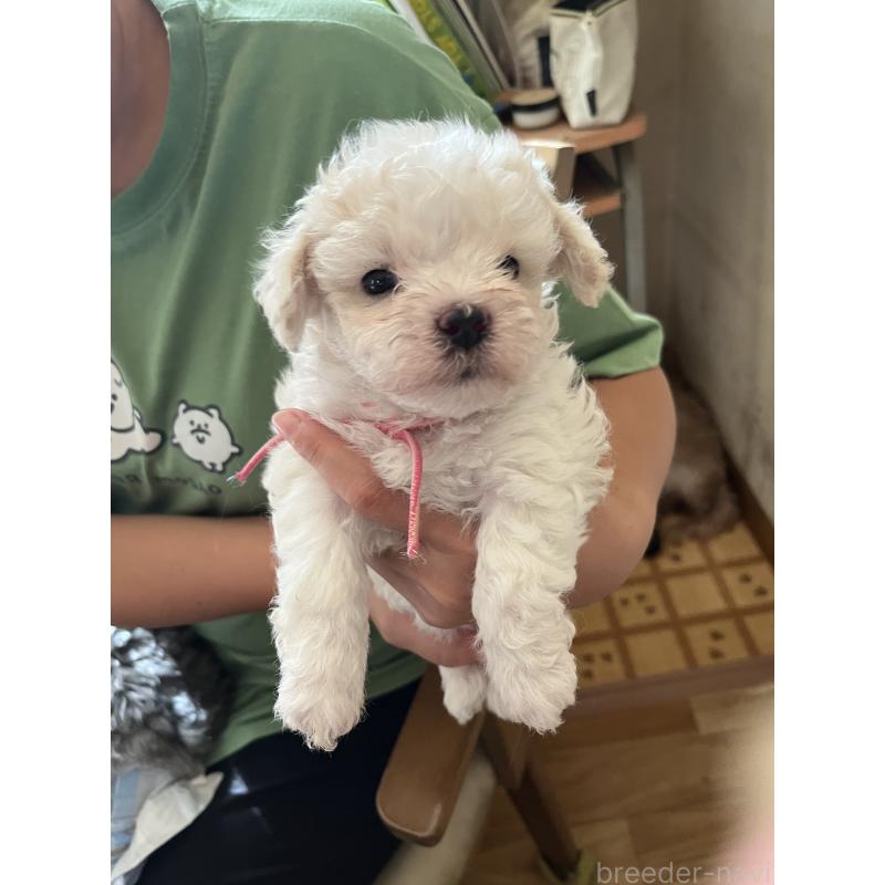 販売中の埼玉県のミックス犬-420765の3枚目