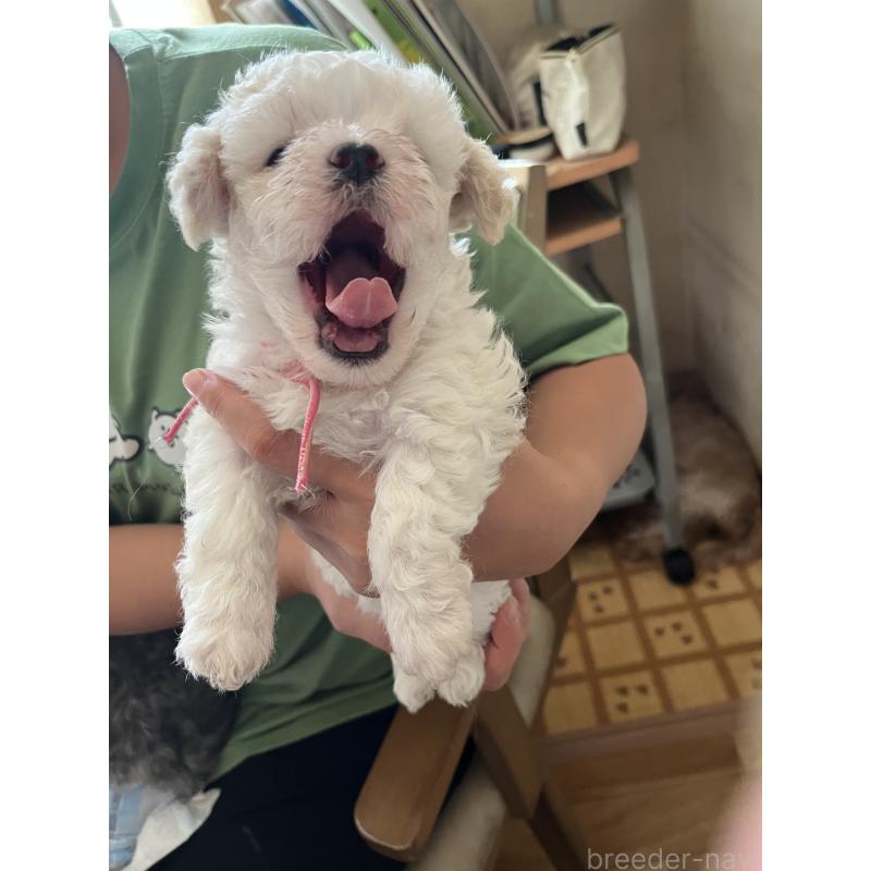 販売中の埼玉県のミックス犬-420765の2枚目