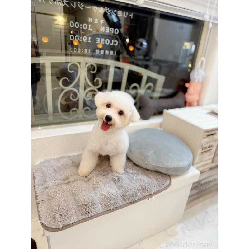 成約済の埼玉県のビションプー:ビションフリーゼ×トイプードル-415032の4枚目