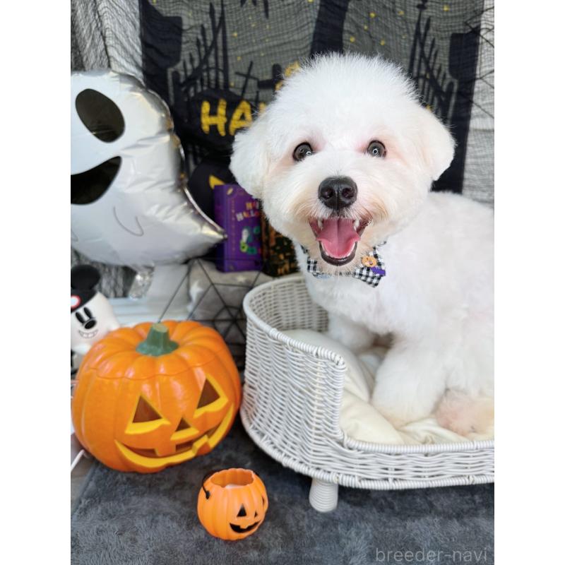 成約済の埼玉県のビションプー:ビションフリーゼ×トイプードル-415032の3枚目