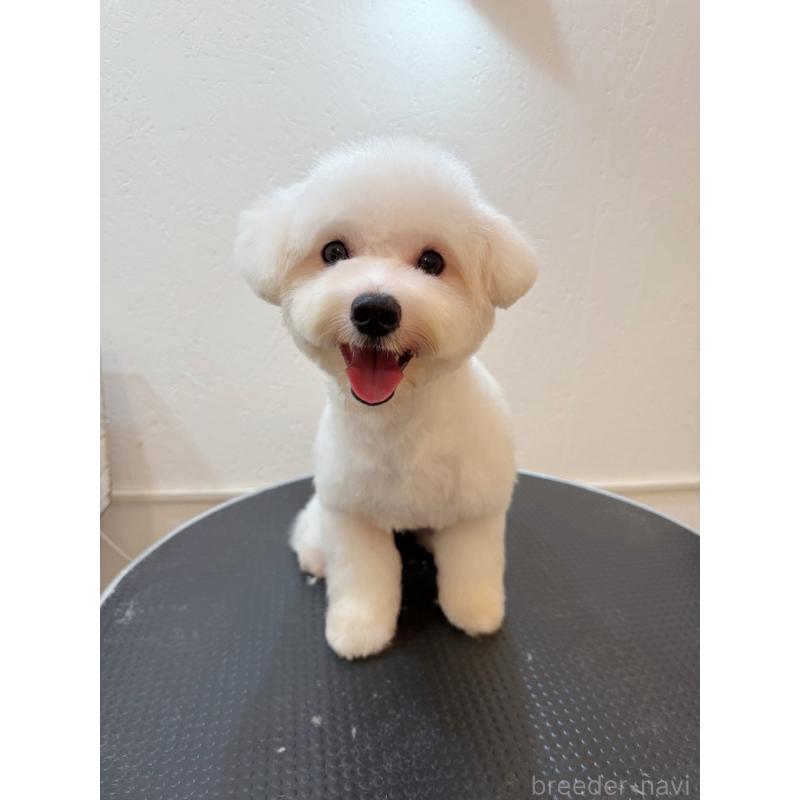 成約済の埼玉県のビションプー:ビションフリーゼ×トイプードル-415032の2枚目