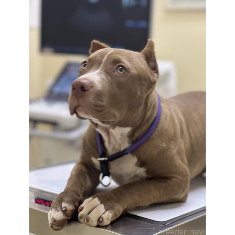 販売中の千葉県のアメリカンピットブルテリア-415778の4枚目