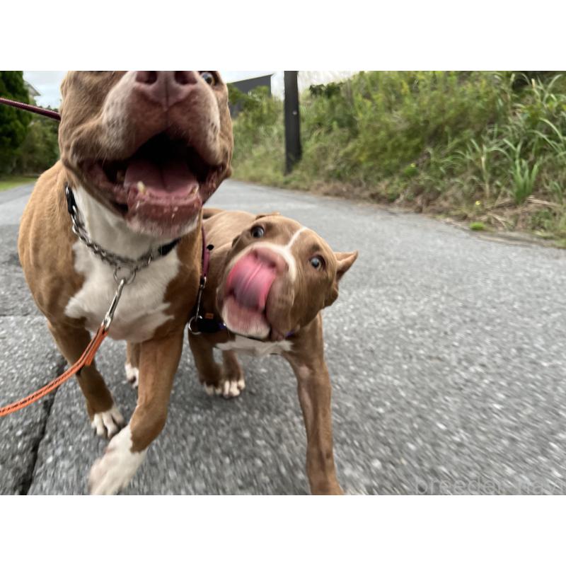 販売中の千葉県のアメリカンピットブルテリア-415778の3枚目