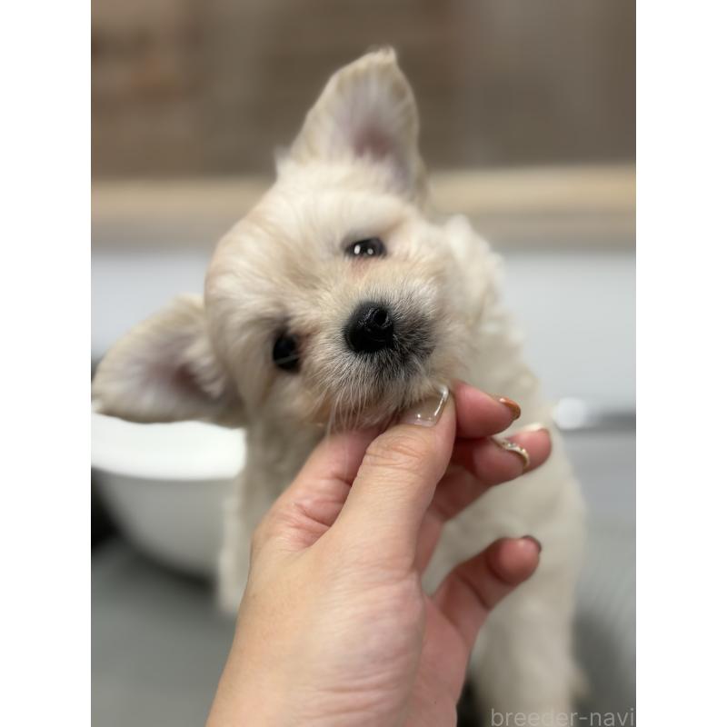 販売中の東京都のチワプー:チワワ×トイプードル-413689の3枚目