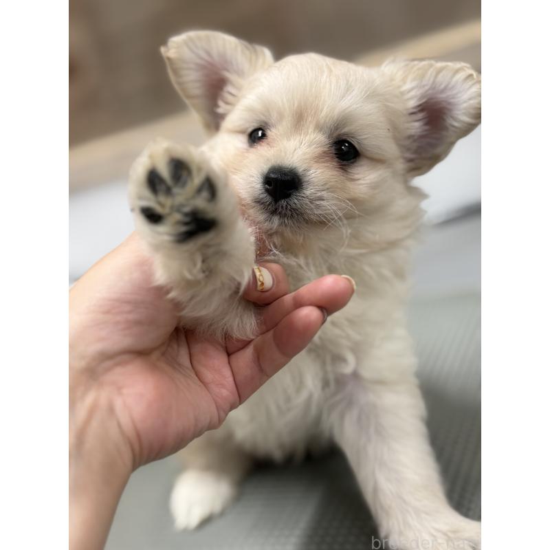 販売中の東京都のチワプー:チワワ×トイプードル-413689の2枚目