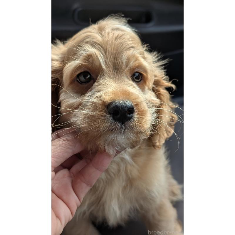 販売中の愛知県のコッカプー:アメリカンコッカースパニエル×トイプードル-416626の7枚目