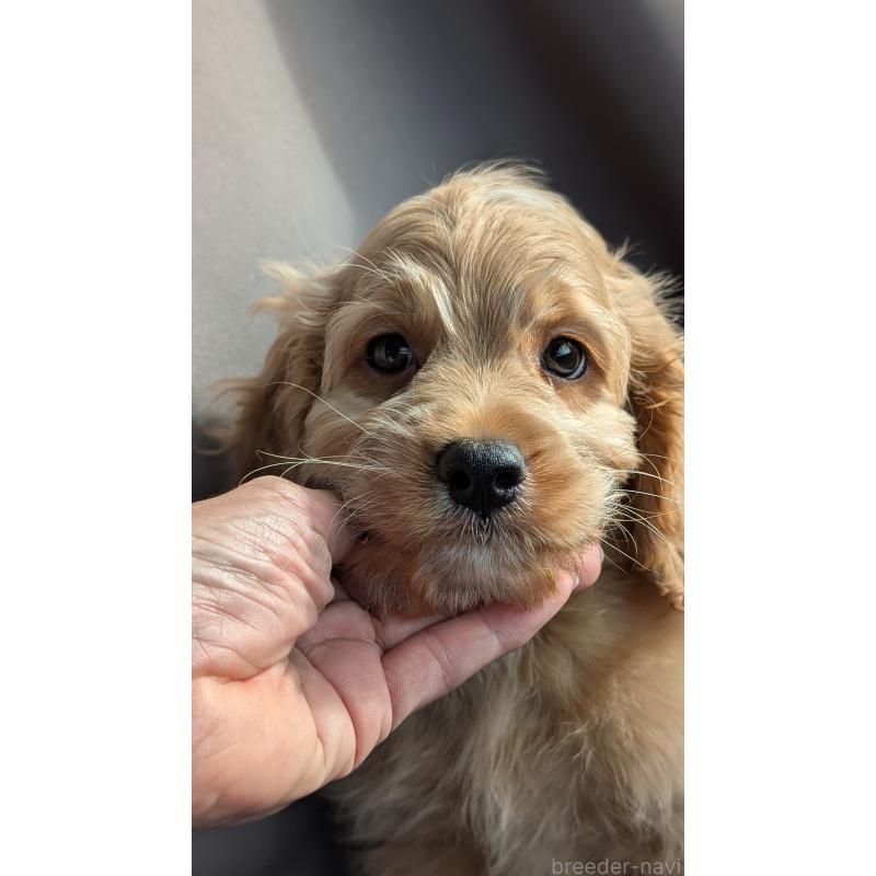 販売中の愛知県のコッカプー:アメリカンコッカースパニエル×トイプードル-416626の6枚目