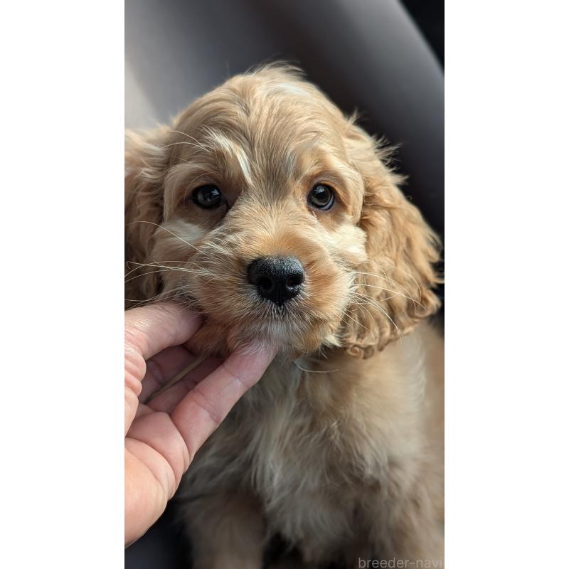 販売中の愛知県のコッカプー:アメリカンコッカースパニエル×トイプードル-416626の5枚目