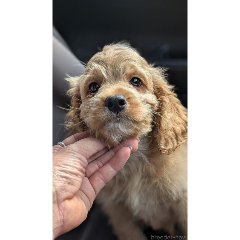 販売中の愛知県のコッカプー:アメリカンコッカースパニエル×トイプードル-416626の4枚目