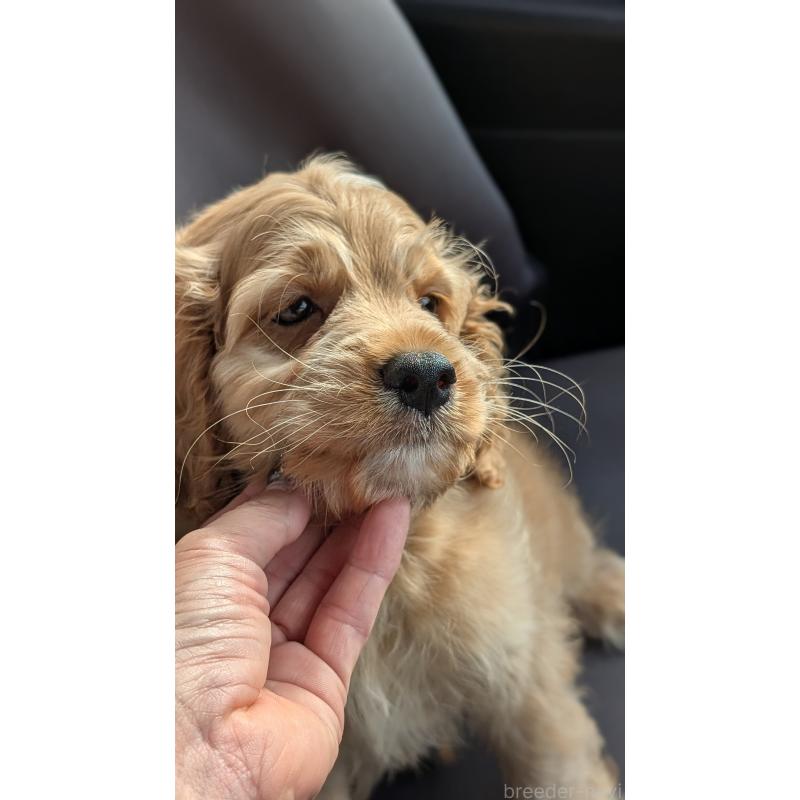 販売中の愛知県のコッカプー:アメリカンコッカースパニエル×トイプードル-416626の3枚目