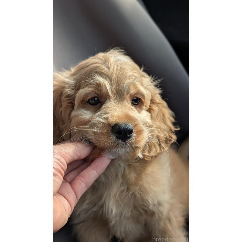 販売中の愛知県のコッカプー:アメリカンコッカースパニエル×トイプードル-416626の2枚目