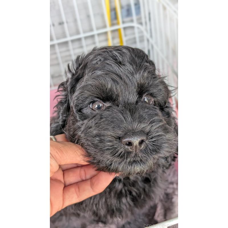 販売中の愛知県のコッカプー:アメリカンコッカースパニエル×トイプードル-416720の7枚目