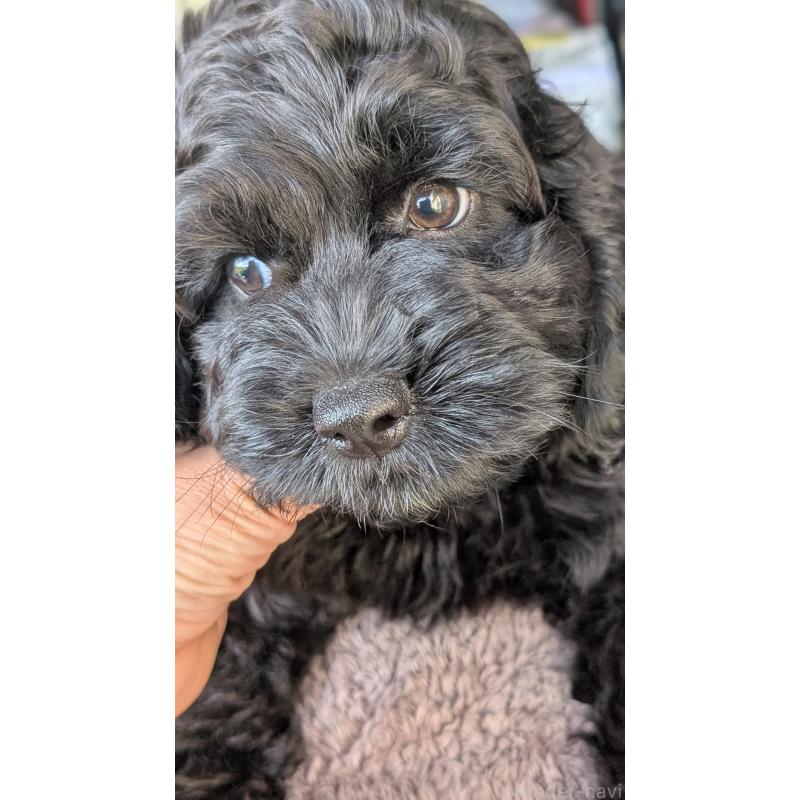 販売中の愛知県のコッカプー:アメリカンコッカースパニエル×トイプードル-416720の6枚目