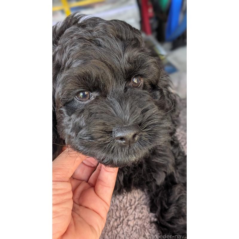 販売中の愛知県のコッカプー:アメリカンコッカースパニエル×トイプードル-416720の5枚目