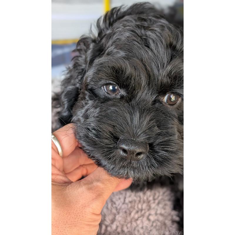 販売中の愛知県のコッカプー:アメリカンコッカースパニエル×トイプードル-416720の4枚目