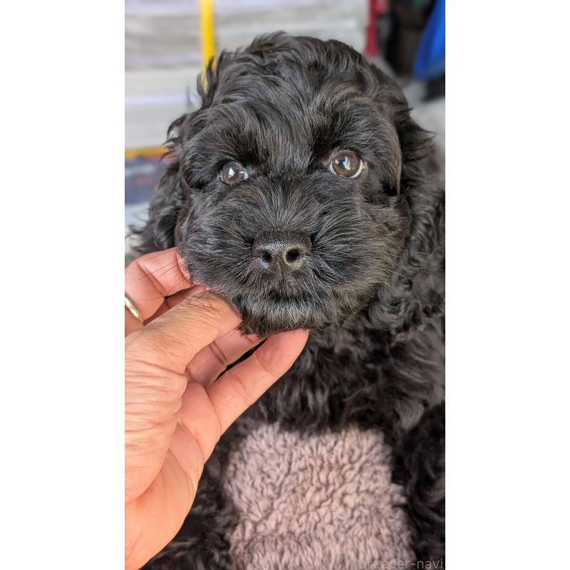 販売中の愛知県のコッカプー:アメリカンコッカースパニエル×トイプードル-416720の3枚目