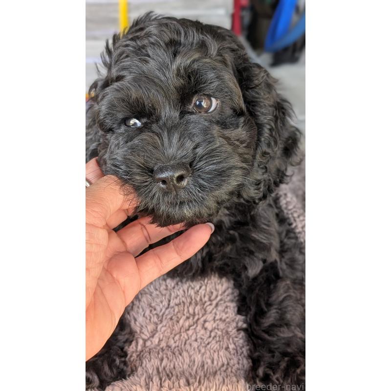 販売中の愛知県のコッカプー:アメリカンコッカースパニエル×トイプードル-416720の2枚目