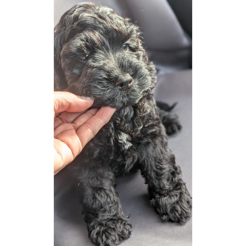 成約済の愛知県のコッカプー:アメリカンコッカースパニエル×トイプードル-416719の7枚目