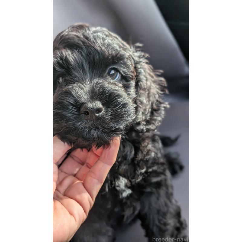 成約済の愛知県のコッカプー:アメリカンコッカースパニエル×トイプードル-416719の6枚目