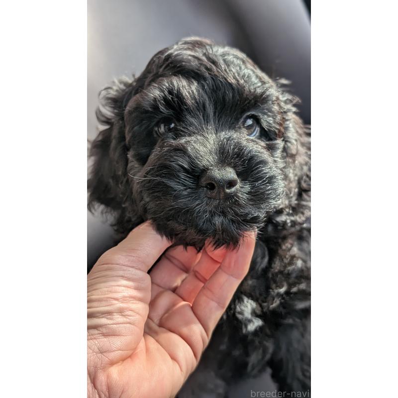 成約済の愛知県のコッカプー:アメリカンコッカースパニエル×トイプードル-416719の5枚目