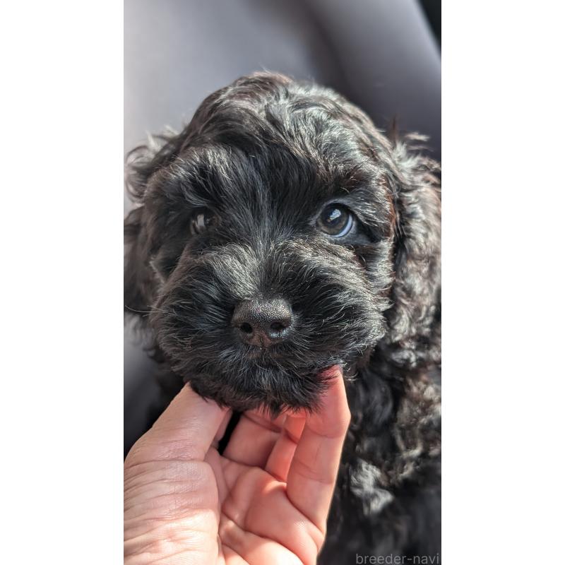 成約済の愛知県のコッカプー:アメリカンコッカースパニエル×トイプードル-416719の4枚目