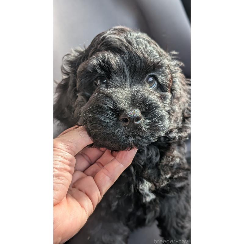 成約済の愛知県のコッカプー:アメリカンコッカースパニエル×トイプードル-416719の3枚目