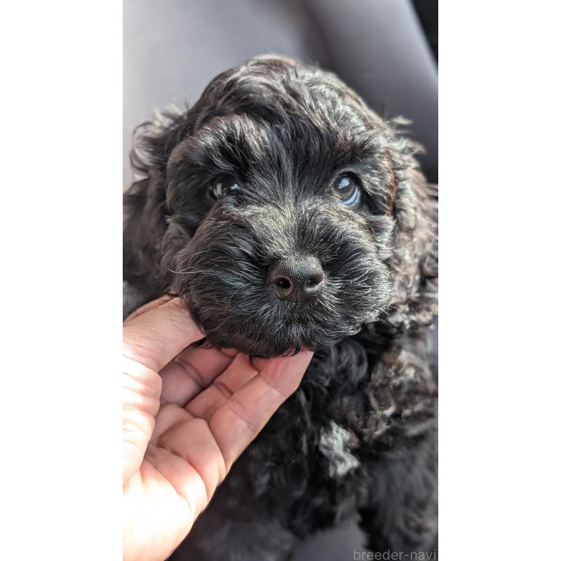 成約済の愛知県のコッカプー:アメリカンコッカースパニエル×トイプードル-416719の2枚目