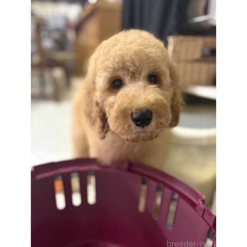 販売中の茨城県のスタンダードプードル-407264の3枚目