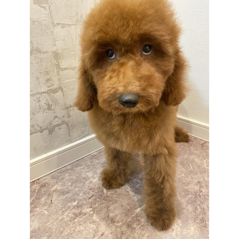 販売中の群馬県のミディアムプードル-405813の3枚目