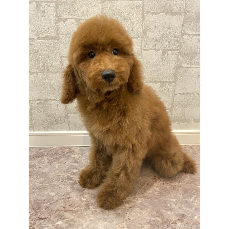 販売中の群馬県のミディアムプードル-405813の2枚目