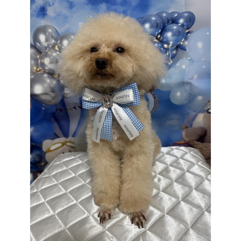 販売中の埼玉県のタイニープードル-402170の4枚目