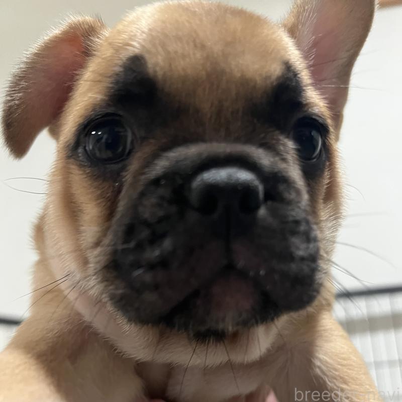 成約済の愛媛県のフレンチブルドッグ-414982の2枚目