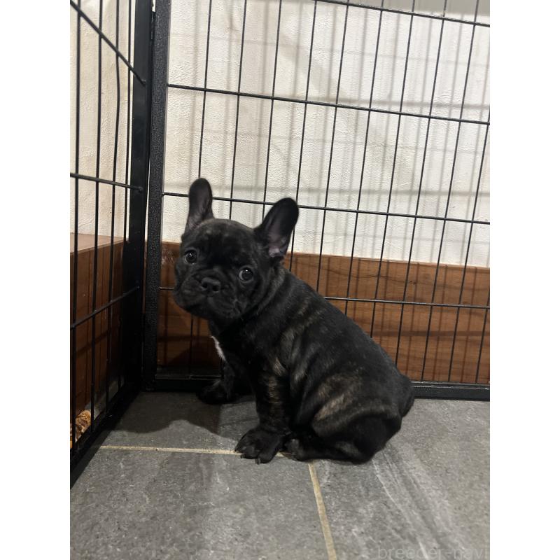 販売中の愛媛県のフレンチブルドッグ-414987の2枚目