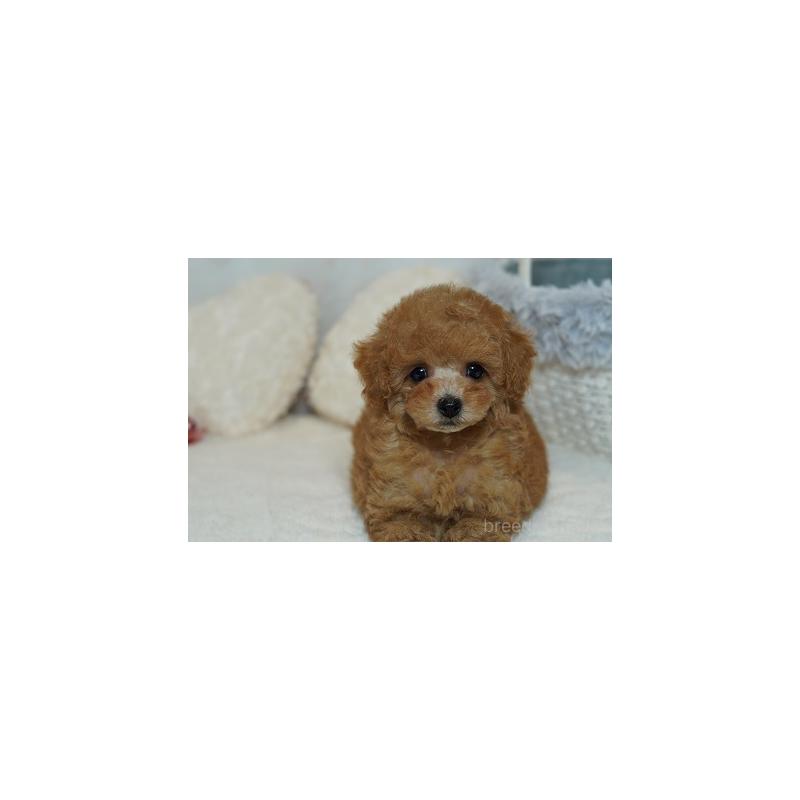 販売中の兵庫県のトイプードル-420661の3枚目