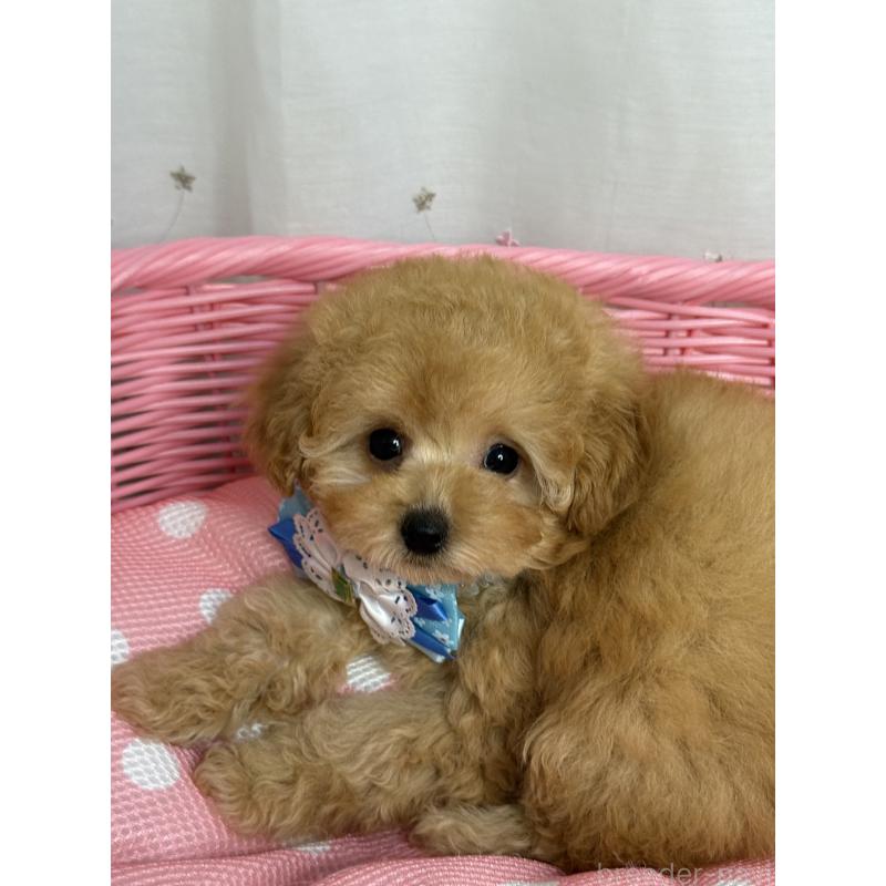 成約済の大阪府のティーカッププードル-416601の5枚目