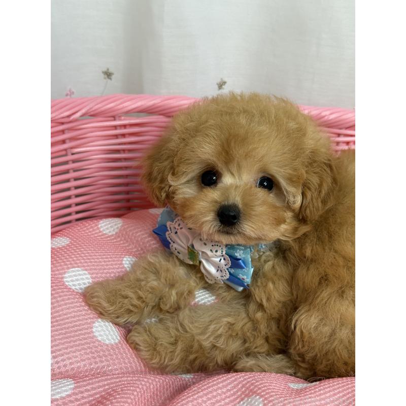 成約済の大阪府のティーカッププードル-416601の4枚目