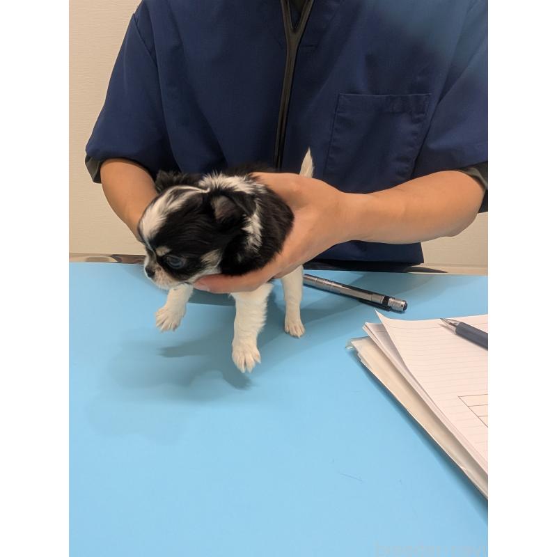 成約済の愛知県のチワワ(ロングコート)-419169の26枚目