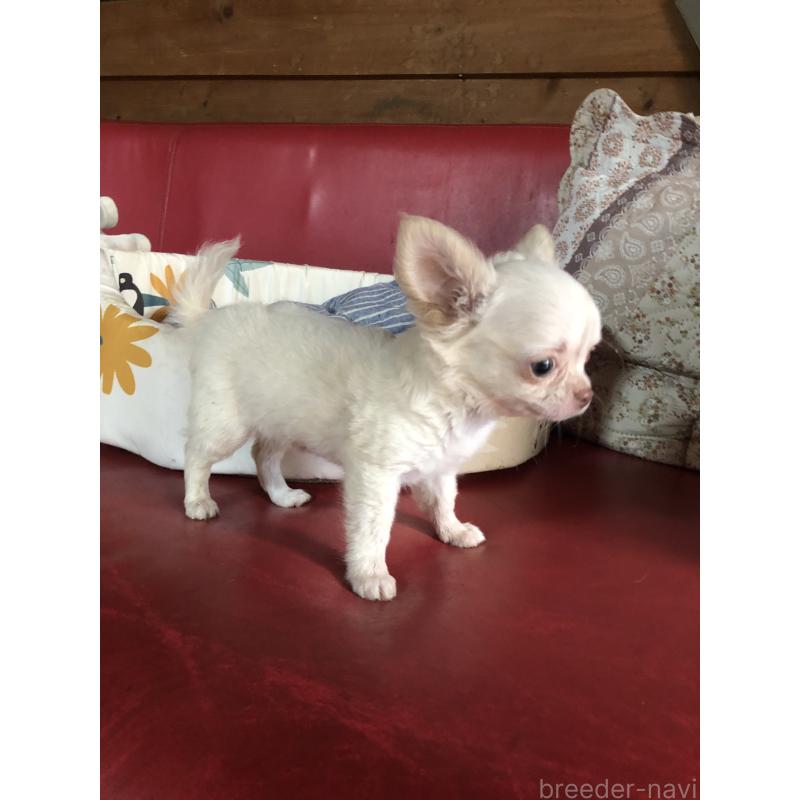 販売中の兵庫県のチワワ(ロングコート)-413797の12枚目