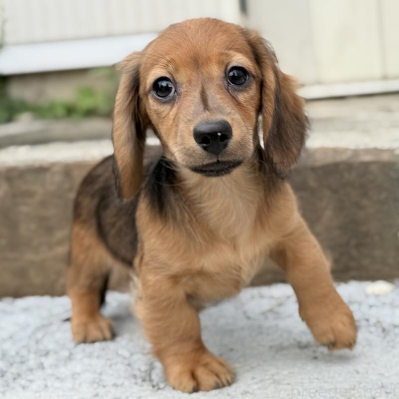 成約済の埼玉県のミニチュアダックスフンド(ロングヘアード)-416973の1枚目