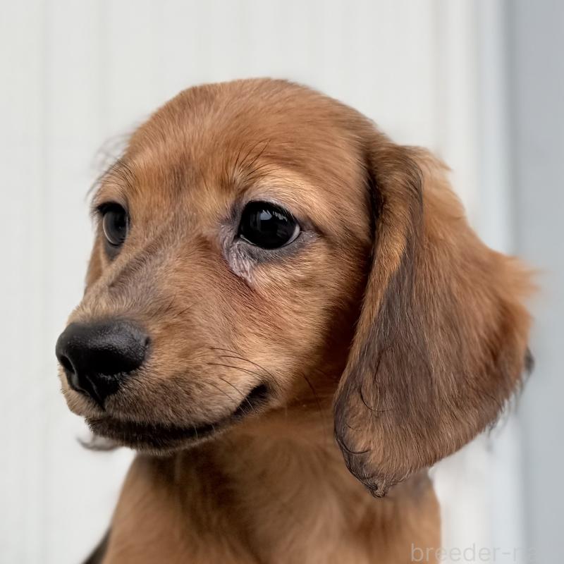 成約済の埼玉県のミニチュアダックスフンド(ロングヘアード)-416973の8枚目