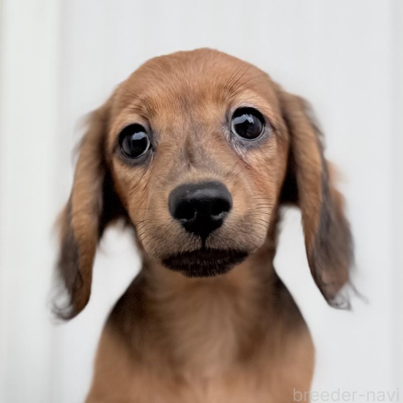 成約済の埼玉県のミニチュアダックスフンド(ロングヘアード)-416973の7枚目