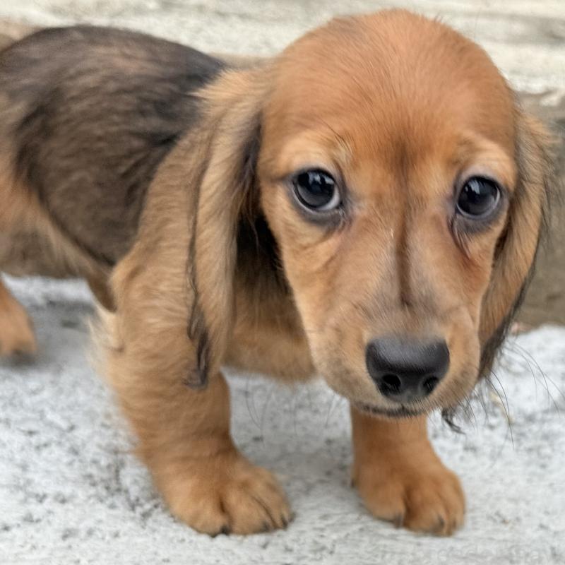 成約済の埼玉県のミニチュアダックスフンド(ロングヘアード)-416973の6枚目