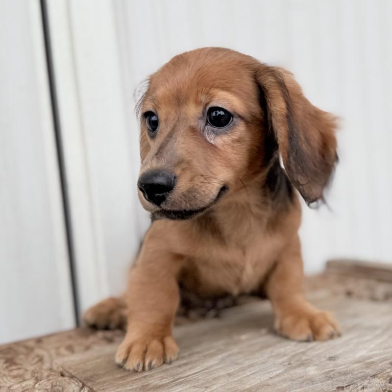 成約済の埼玉県のミニチュアダックスフンド(ロングヘアード)-416973の5枚目