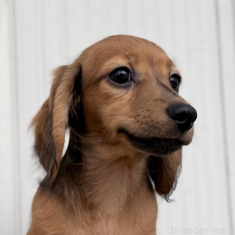 成約済の埼玉県のミニチュアダックスフンド(ロングヘアード)-416973の4枚目