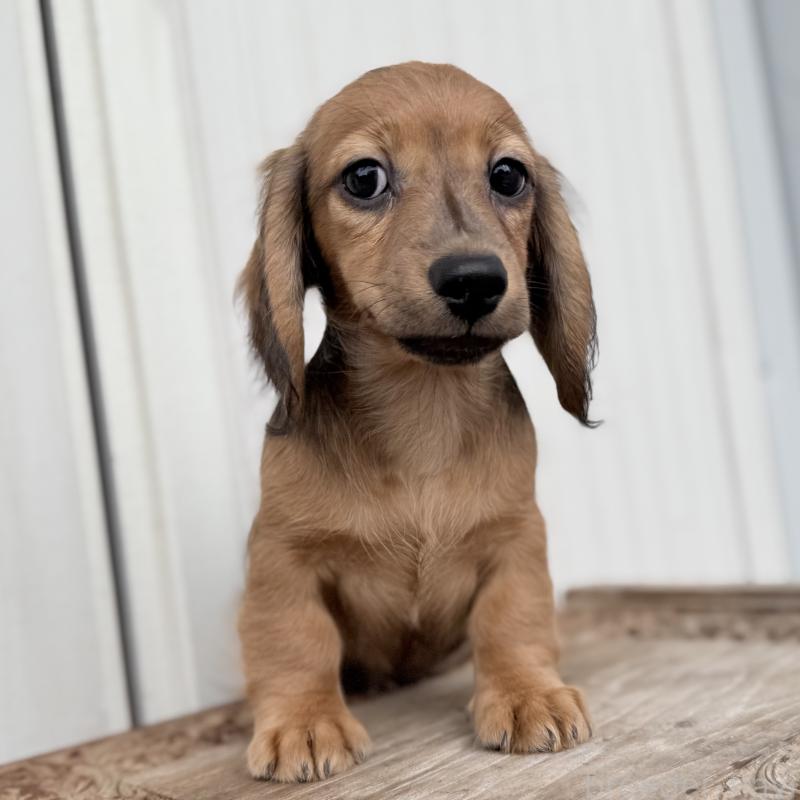 成約済の埼玉県のミニチュアダックスフンド(ロングヘアード)-416973の3枚目