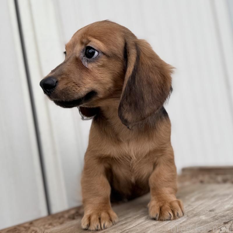 成約済の埼玉県のミニチュアダックスフンド(ロングヘアード)-416973の2枚目