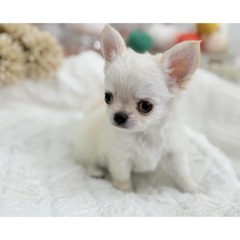 成約済の京都府のチワワ(ロングコート)-417228の7枚目