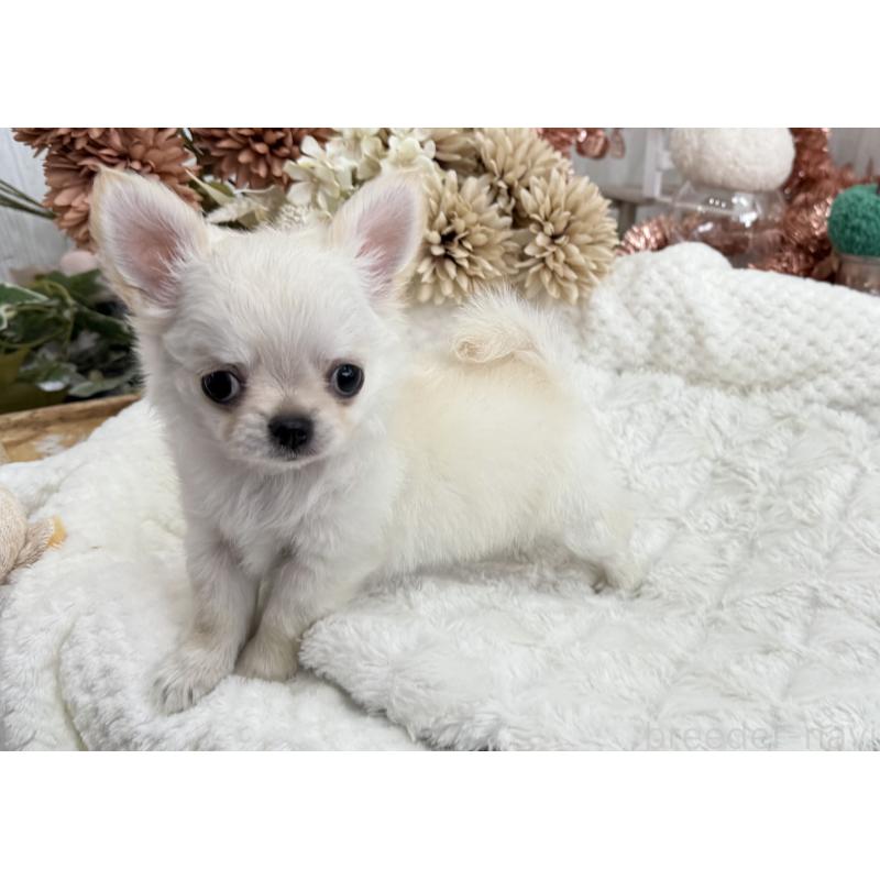 成約済の京都府のチワワ(ロングコート)-417228の5枚目