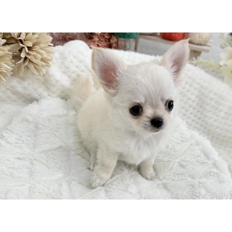 成約済の京都府のチワワ(ロングコート)-417228の4枚目