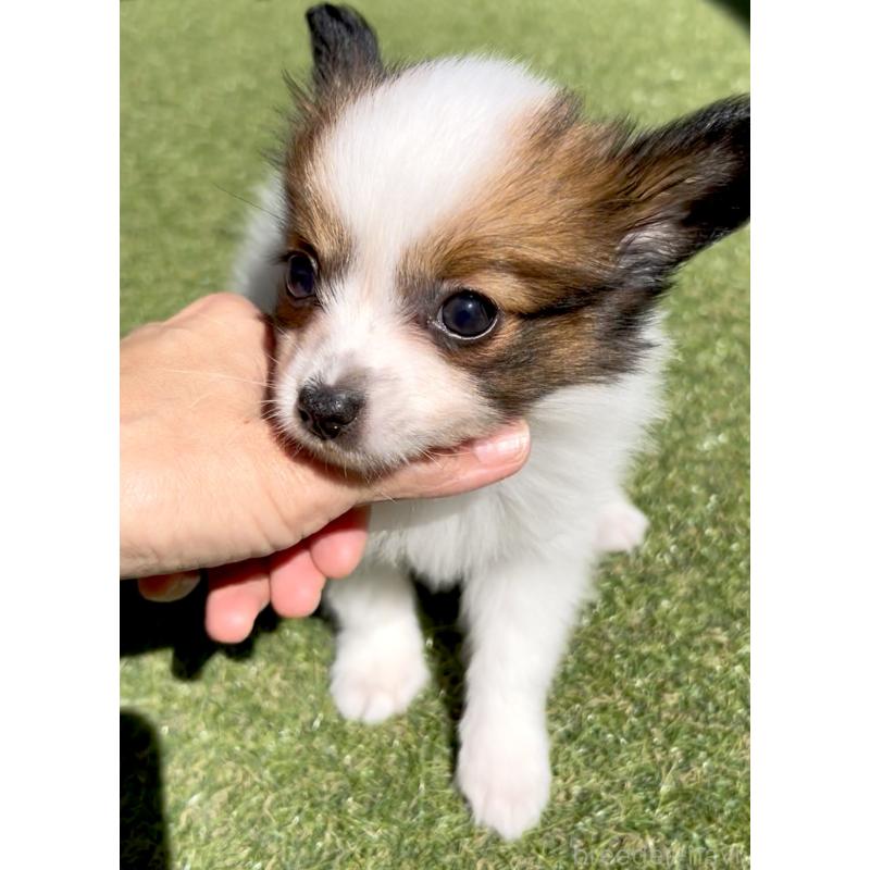 販売中の奈良県のパピヨン-419899